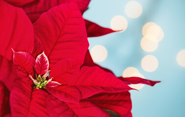 Closeup of beautiful red Poinsettia (Euphorbia pulcherrima), Christmas Star flower. Light blue holiday bokeh background.