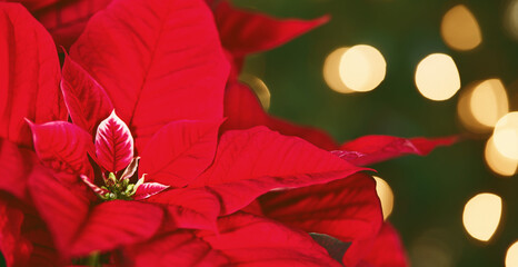 Closeup of beautiful red Poinsettia (Euphorbia pulcherrima), Christmas Star flower. Christmas tree lights bokeh background.