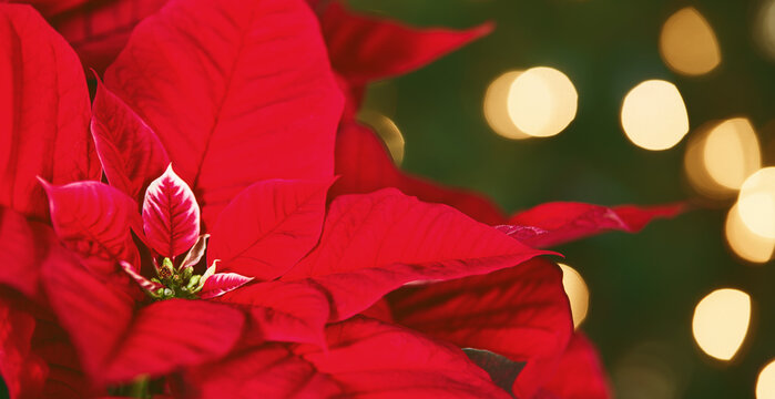 Closeup of beautiful red Poinsettia (Euphorbia pulcherrima), Christmas Star flower. Christmas tree lights bokeh background.