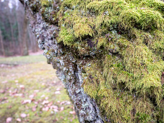 Close-up of tree bark covered with green moss and lichen, likely birch tree. Natural texture detail...