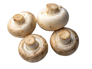 White button mushroom	