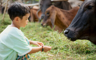 Asian Little Boy Feeding Cow on Rural Farm, Child and Animal Interaction in Countryside