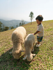 Asian Little Boy Playing with Sheep on Green Hill, Child Learning Through Nature and Animals