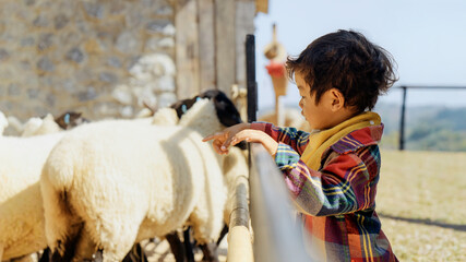 Asian Little Boy Interacting with Sheep at Farm, Child Learning About Animals and Rural Life