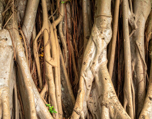 Tree roots tangled aerial roots growth