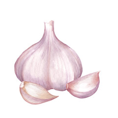 Watercolor illustration of garlic bulb and detached cloves