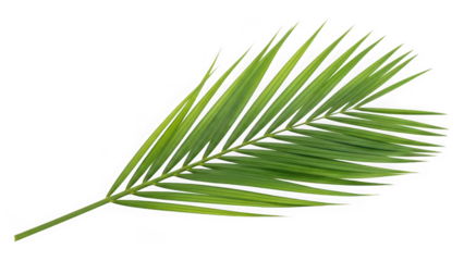 Single green palm leaf frond isolated on transparent background