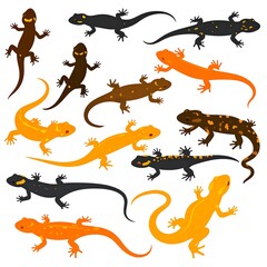 Assortment of salamanders, lizards with various colors on white background