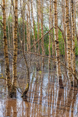 Birch trees standing in flooded water a sunny spring day