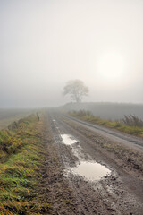 Gravel road with water puddles at a misty countryside with a single tree