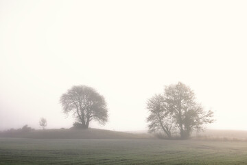 Trees in silhouette on a field a misty autumn day in the countryside