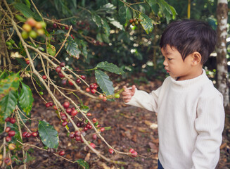 Asian Little Boy Exploring Ripe Coffee Cherries on Coffee Tree, Child Learning Nature and Agriculture
