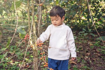 Asian Little Boy Exploring Ripe Coffee Cherries on Coffee Tree, Child Learning Nature and Agriculture