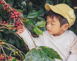 Asian Little Boy Exploring Ripe Coffee Cherries on Coffee Tree, Child Learning Nature and Agriculture