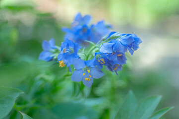 Polemonium caeruleum with blue flowers and yellow stamens. Perennial garden plant, shallow focus, botanical and horticulture concept.