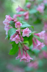 Pink weigela flowers blooming on shrub branch, soft focus and shallow depth of field. Ornamental garden plant, spring flowering shrub, landscaping and horticulture use.