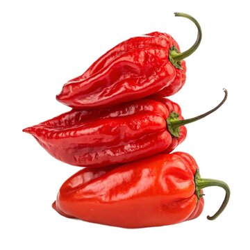 Fresh Naga Morich Chilies, Overhead View, Three Naga Morich Chilies, Flat Lay