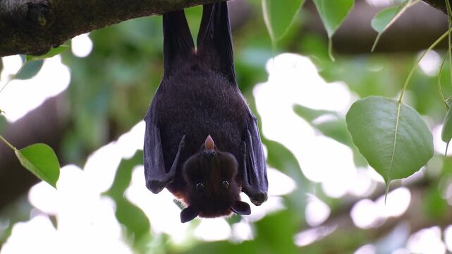 Close up shot of a flying fox hangs upside down from the branch of a fruit tree, chewing and extracting the fruit's juice.