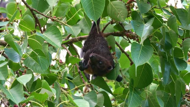A wild Australian flying fox hanging upside down from the branch of a fruit tree amidst lush greenery, chewing and extracting the fruit's juice, close up shot.