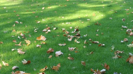 The lawn is covered with fallen sycamore leaves in autumn.