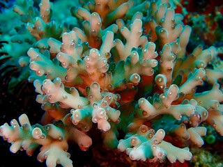 Macro detail of colorful branching coral polyps. Close-up coral background. Vivid underwater textures reveal living reef structure.