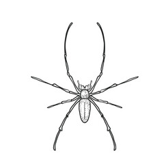 Golden silk orb weaver spider outline. Nephila insect in line art. Banana spider ink drawing. Hand drawn sketch engraving style vector illustration for Halloween, entomology concept.