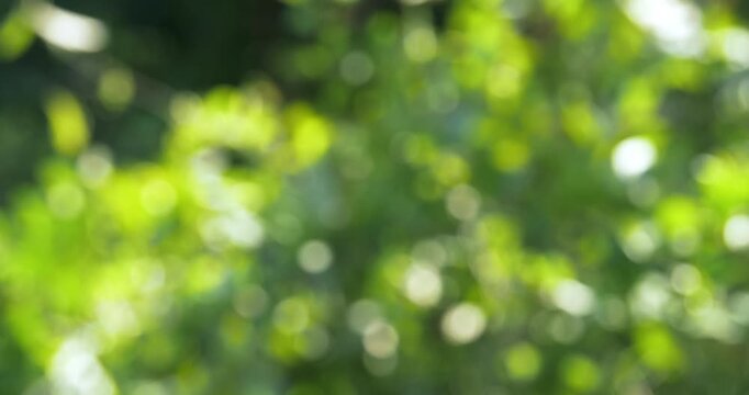 A vibrant display of nature's foliage captured in a soft blurred bokeh showcasing beauty of leaves.