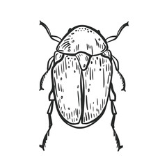 Hand drawn scarab beetle vector illustration. Insect outline art for biology, and educational design. Black and white graphic print object of entomology. June beetle engraving drawing.