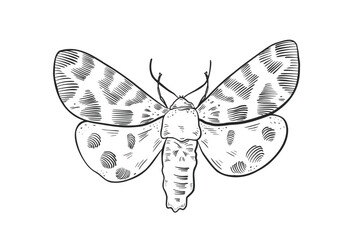 Moth insect black white vector illustration hand painted. Vintage engraving style drawing nocturnal butterfly for entomology educational object. Moth outline for graphic design element.