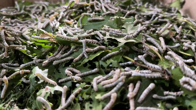 Silkworm rearing natural sericulture silk production in Iran Tehran traditional textile industry agriculture mulberry leaves cocoon fiber fabric summer macro closeup detail thread wriggle studio shot