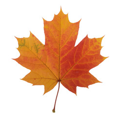 Obraz premium A single orange and yellow maple leaf autumn fall isolated on a transparent background