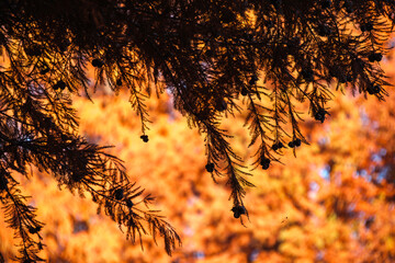 葉影とメタセコイア