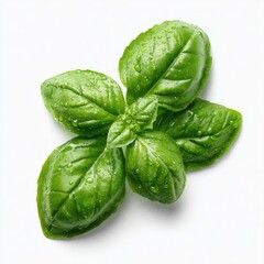 Fresh basil sprig with water droplets, showcasing vibrant green leaves against a clean white backdrop