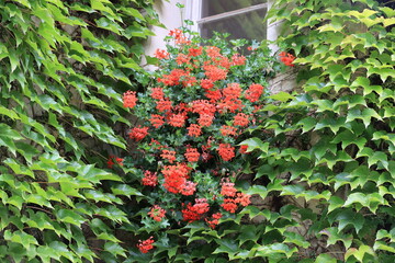 Ivy covered facade in Brixen, South Tyrol, Italy 