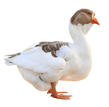 goose isolated on white background