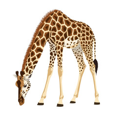 Detailed vector illustration of an African giraffe bending down, perfect for wildlife, nature, and children's educational designs, isolated on a white background.