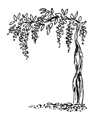 Flower arch, hanging branches. A flowering wisteria bush, trees in the garden, plants in the park. Nature and landscape. Vector illustration, hand-drawn with a black outline. Ink sketch.