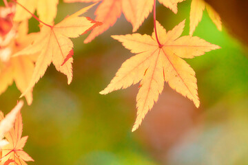 鮮やかなオレンジ色に色づくモミジの葉紅葉