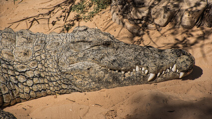Fototapeta premium close up of a crocodile