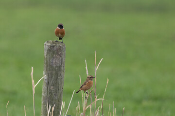 The European stonechat (Saxicola rubicola) is a small passerine bird that was formerly classed as a subspecies of the common stonechat.