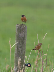 The European stonechat (Saxicola rubicola) is a small passerine bird that was formerly classed as a subspecies of the common stonechat.