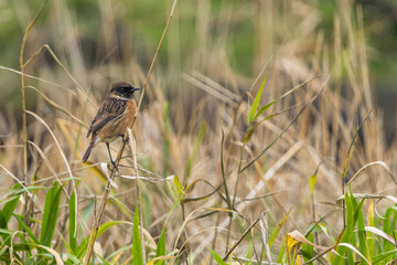 The European stonechat (Saxicola rubicola) is a small passerine bird that was formerly classed as a subspecies of the common stonechat.