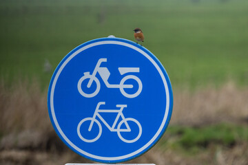 The European stonechat (Saxicola rubicola) is a small passerine bird that was formerly classed as a subspecies of the common stonechat.