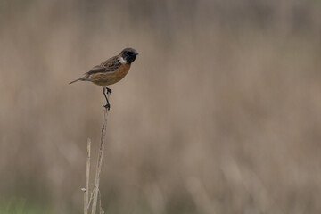 The European stonechat (Saxicola rubicola) is a small passerine bird that was formerly classed as a subspecies of the common stonechat.