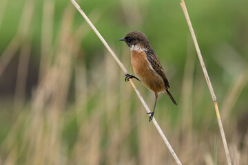 The European stonechat (Saxicola rubicola) is a small passerine bird that was formerly classed as a subspecies of the common stonechat.
