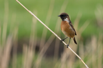 The European stonechat (Saxicola rubicola) is a small passerine bird that was formerly classed as a subspecies of the common stonechat.