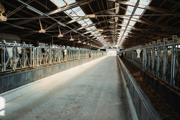 Modern dairy farm barn interior with cows feeding in stalls, clean concrete floor and long...