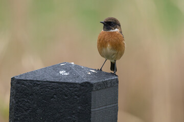 The European stonechat (Saxicola rubicola) is a small passerine bird that was formerly classed as a subspecies of the common stonechat.