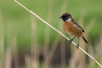 The European stonechat (Saxicola rubicola) is a small passerine bird that was formerly classed as a subspecies of the common stonechat.