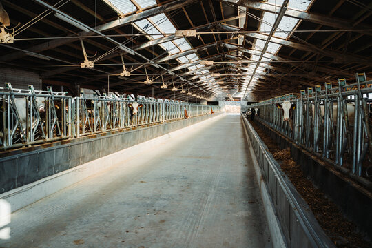 Modern dairy farm barn interior with cows feeding in stalls, clean concrete floor and long symmetrical aisle under industrial roof.